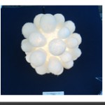 lo_light01